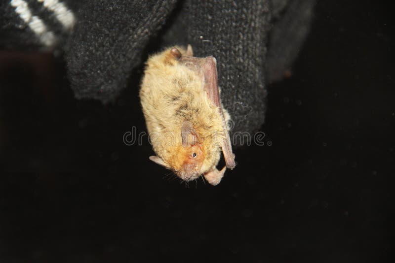 Baby Bat Sitting On Finger stock image. Image of wildlife 25665523
