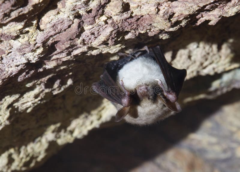 'bat' souris-à oreilles plus grande images libres de droits 'bat' souris-à oreilles plus grande images libres de droits