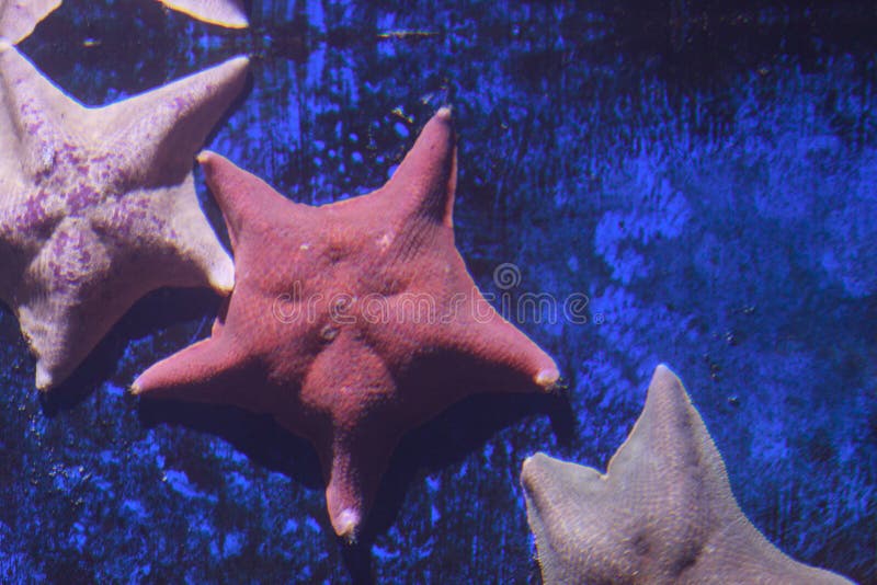 Bat Starfish, Asterina Miniata Stock Image Image of pacific, underwater 61667165