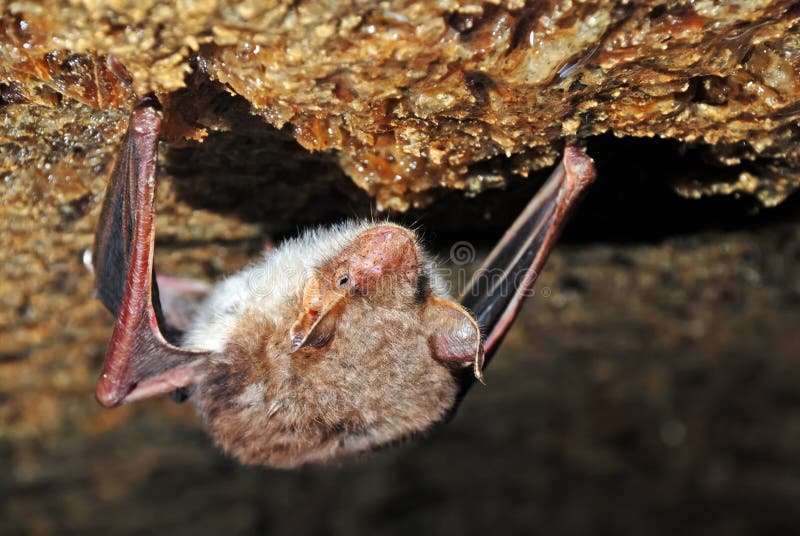 Bat stock photo. Image of mammals, animal, good, habitat 42267308