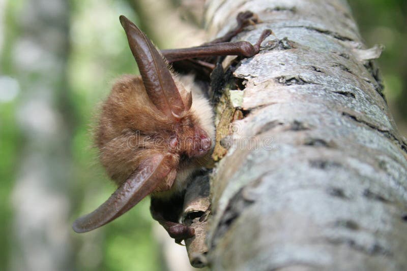 Bat on a tree, gotland