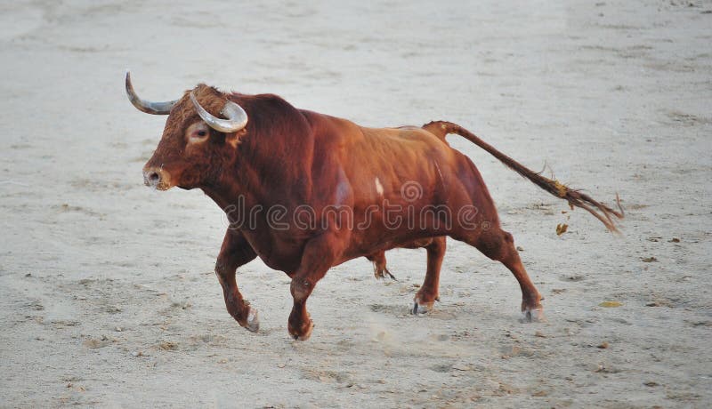 Bataille de taureaux en Espagne