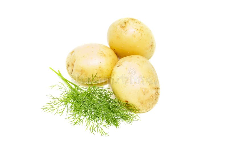 Batata nova com o aneto verde, isolado no fundo branco O montão de batatas orgânicas frescas enraíza, close-up imagem de stock Batata nova com o aneto verde, isolado no fundo branco O montão de batatas orgânicas frescas enraíza, close-up imagem de stock