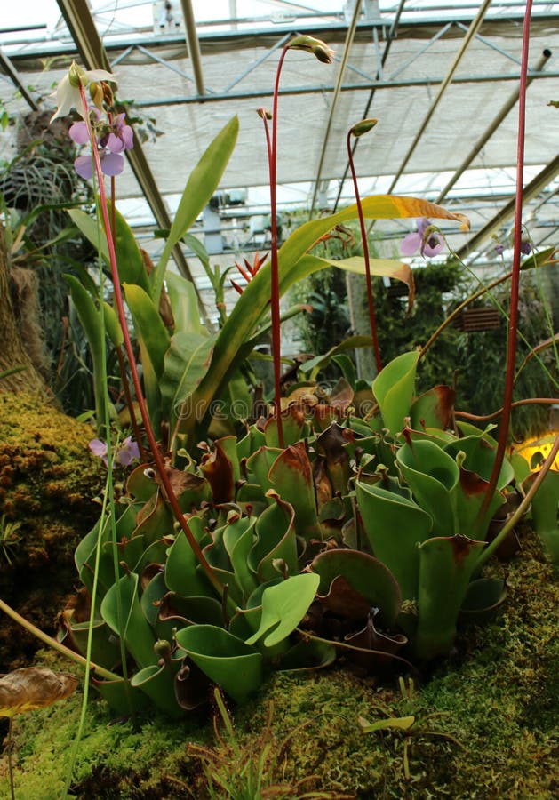 Batch of Beautiful Flesh Eating Plants with Flowers Stock Photo Image
