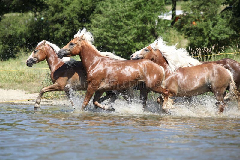 Batch of chestnut horses running in water