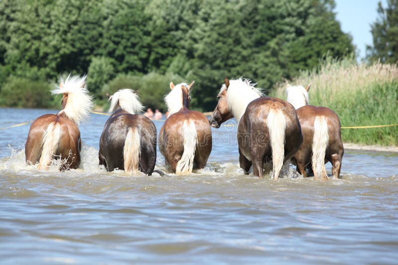 Batch of haflingers in water from behind