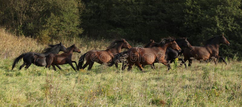 Batch of kabardin horses running in autumn