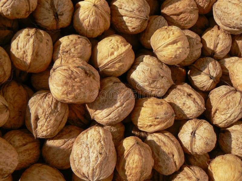 Batch Lot of Walnut Nut Dry Drying Sun Stock Image Image of brown