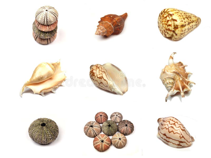 Batch of sea shells on white background