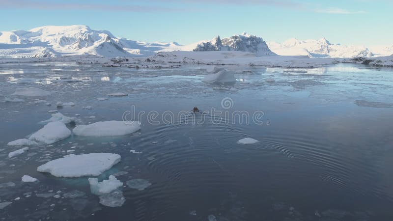 Bateau à moteur zodiac à icebergs après vue aérienne. banque de vidéos