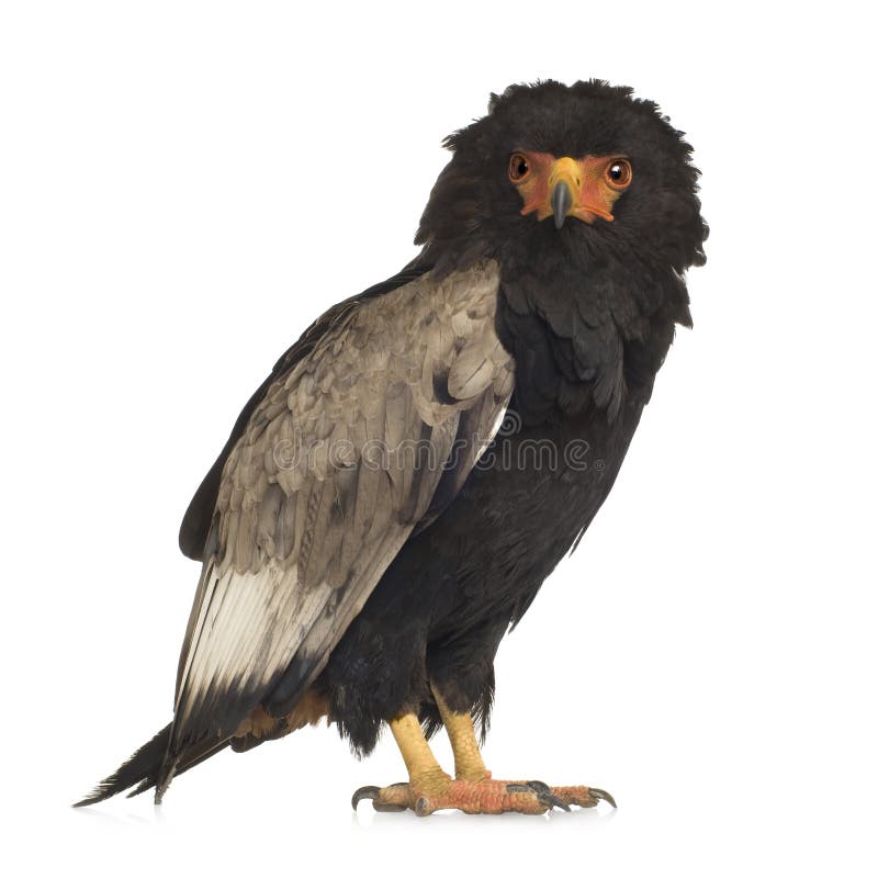Bateleur (10 years) - Terathopius ecaudatus stock images