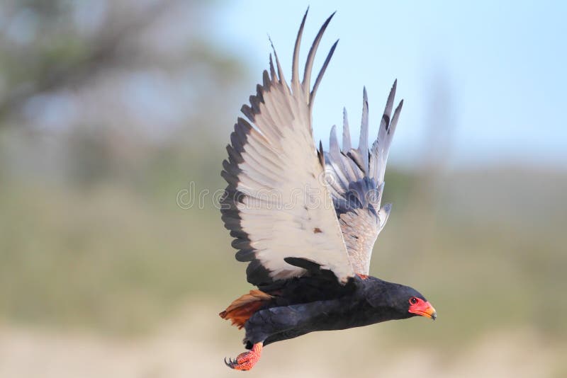 Bateleur