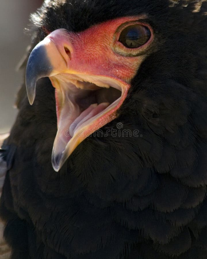 Bateleur eagle