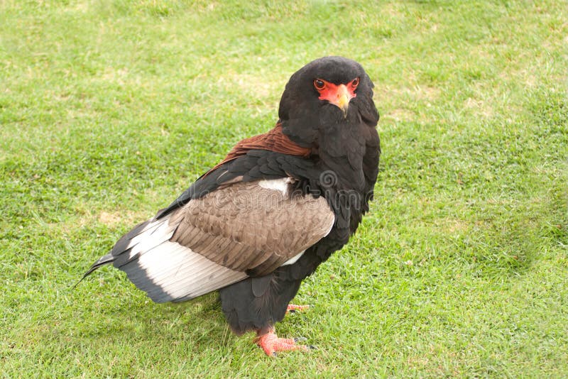 Bateleur Eagle