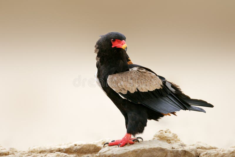 Bateleur Eagle