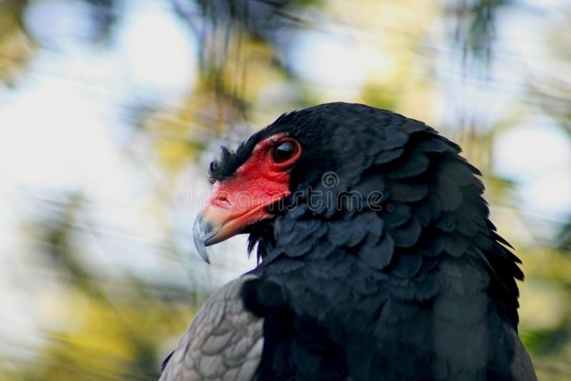 Bateleur Eagle, Pine Eagle, Terathopius ecaudatus