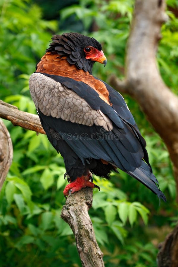 Bateleur Eagle, Terathopius ecaudatus, brown and black bird of prey in the nature habitat, sitting on the branch, Kenya, Africa