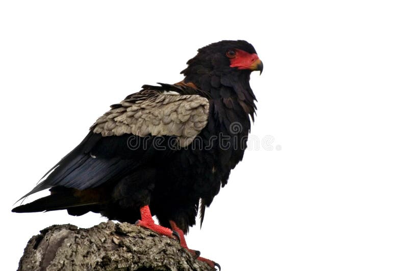 Bateleur Eagle (Terathopius ecaudatus)