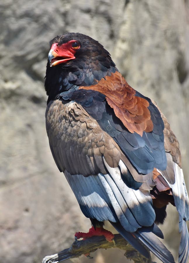 Bateleur Eagle Terathopius ecaudatus