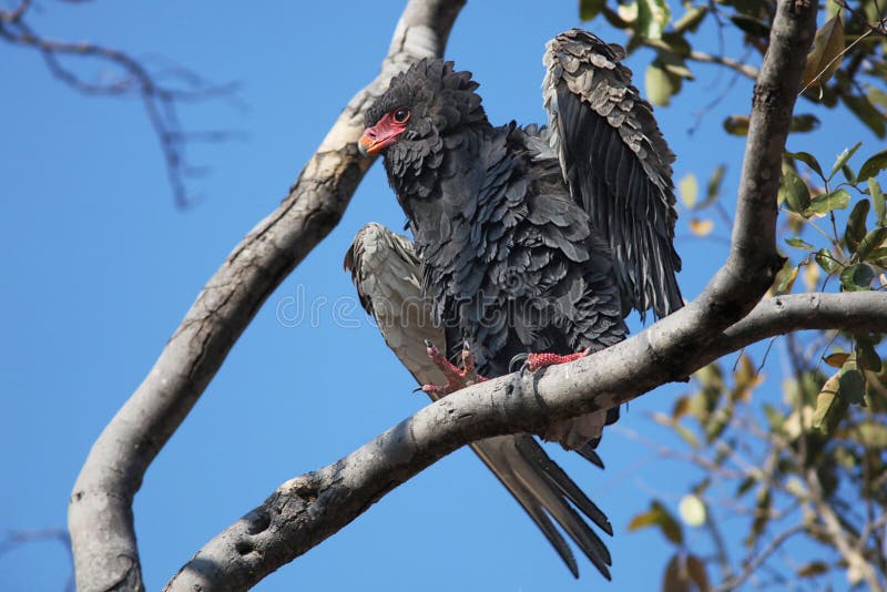 Bateleur Eagle (Terathopius ecaudatus)