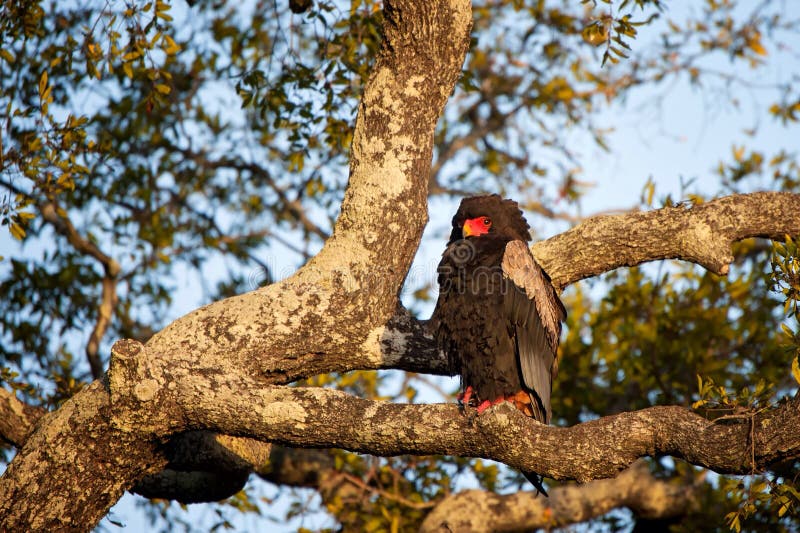 Bateleur (Terathopius ecaudatus)