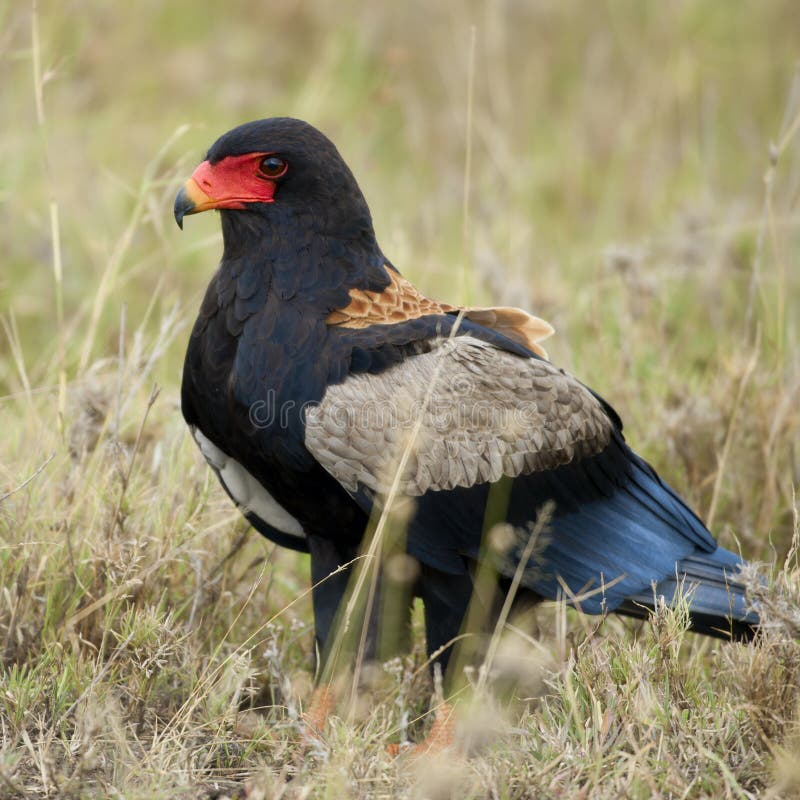 Bateleur, Terathopius ecaudatus, in Serengeti