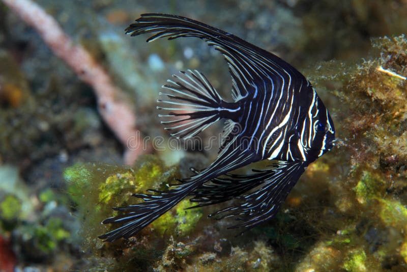 Batfish jorobado fotografía de archivo Batfish jorobado fotografía de archivo