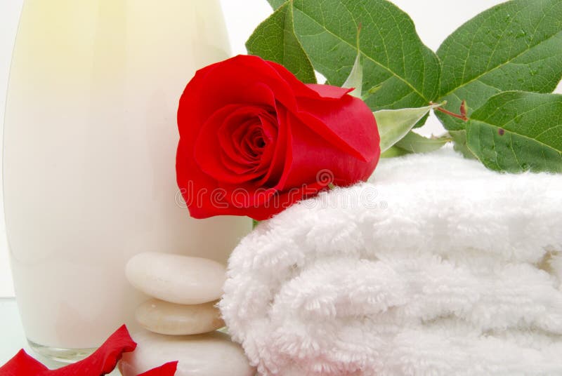 Bath rose stock photo. Image of rose, background, romantic 4354516
