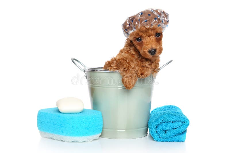 Toy Poodle puppy on a white background Stock Photo by ©FotoJagodka 10910681