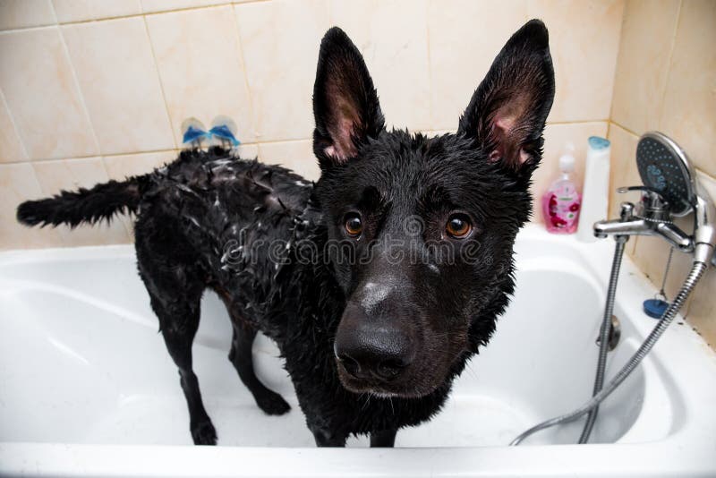 dog health and grooming