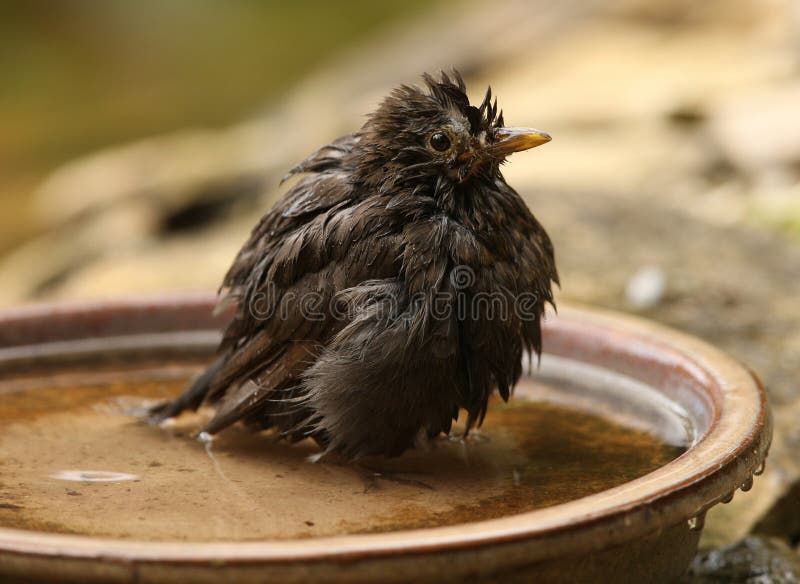 Bathing Blackbird