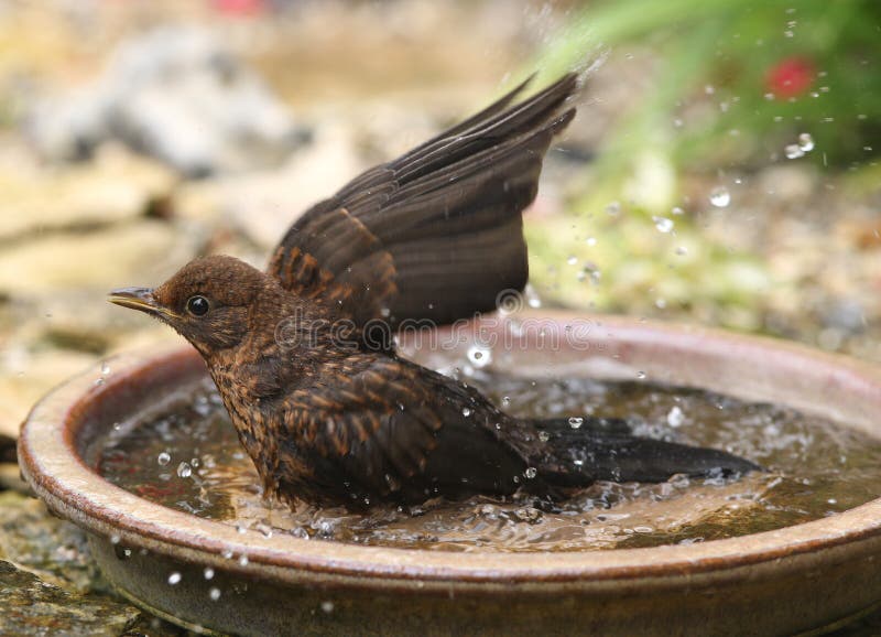 Bathing Blackbird