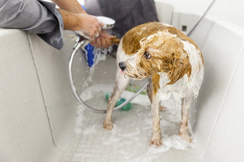 Bathing a cute dog