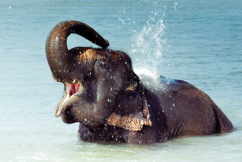 Bathing elephant