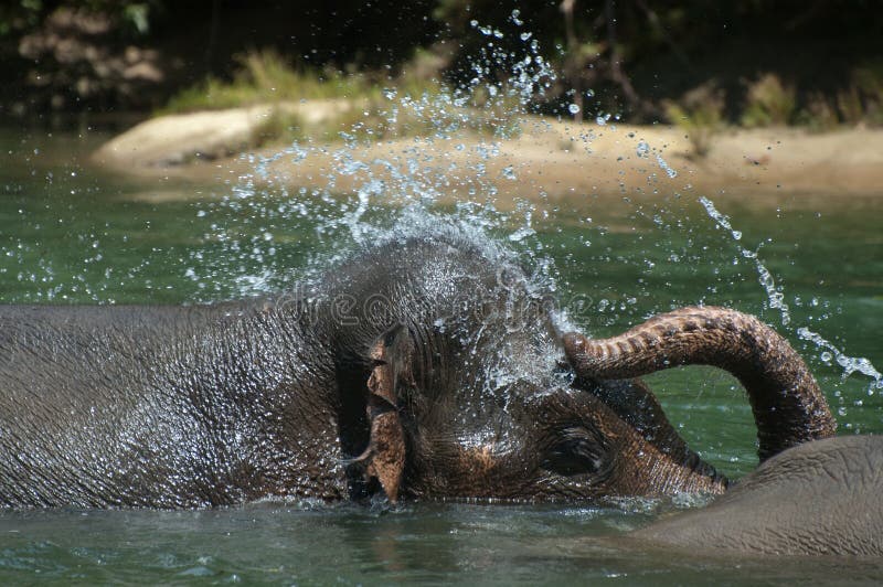 Bathing Elephant stock image. Image of endanger, mahot 53976323