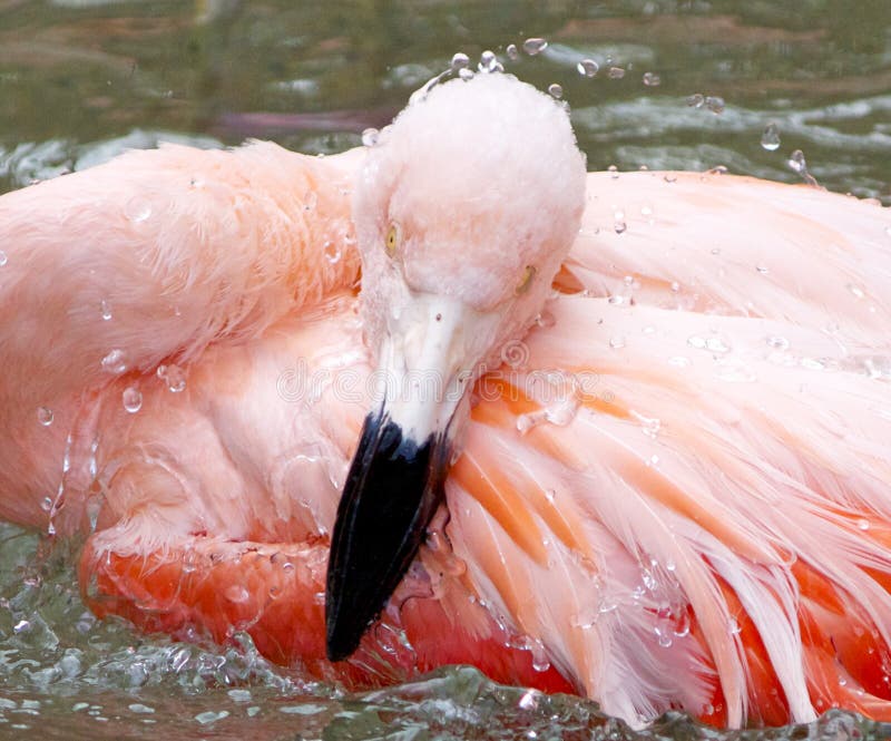 Bathing Flamingo 1 stock image. Image of flamingo, bathing 43115815
