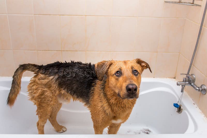 Bathing of the Funny Mixed Breed Dog. Dog Taking a Bubble Bath. Grooming Dog Stock Photo Image