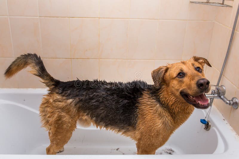 Bathing of the Mixed Breed Dog. Dog Taking a Bubble Bath. Grooming Dog
