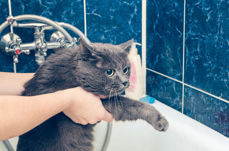 Bathing a Gray Cat in the Bathroom Stock Photo Image of bathroom