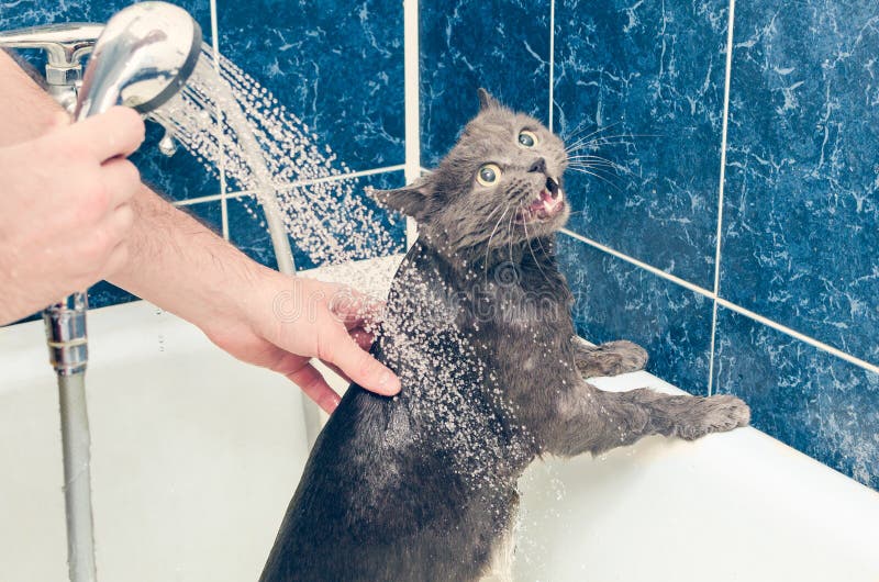 Koupání šedá kočka v koupelna.
