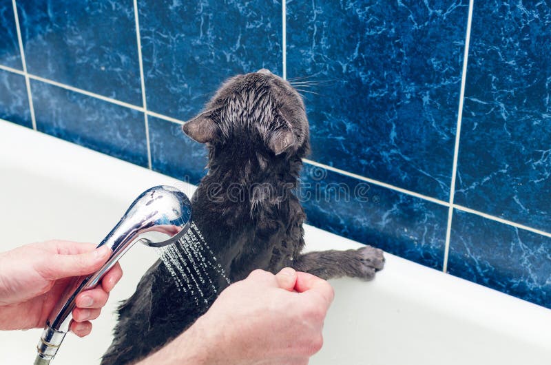 Bathing a Gray Cat in the Bathroom Stock Image Image of gray