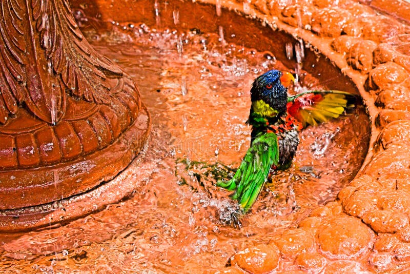 Bathing Parrot stock photo. Image of water, yellow, green 159203390