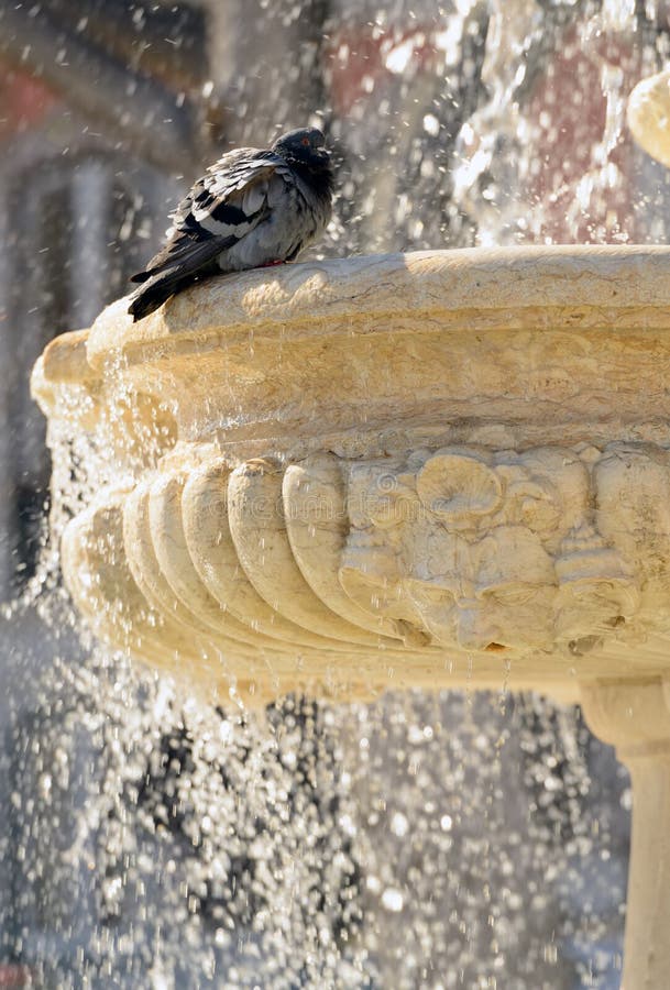 Bathing pigeon stock photo. Image of fountain, pigeon 31317730