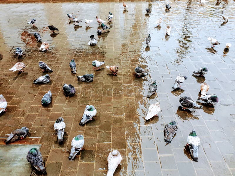 Bathing Pigeons stock image Bathing Pigeons stock image