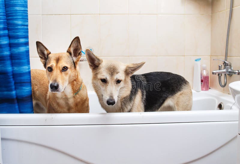 Bathing of the Two Mixed Breed Dogs. Dogs Taking a Bubble Bath. Grooming Dog Stock Photo Image