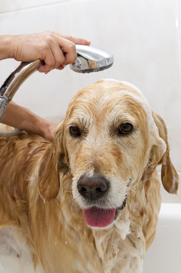 Dog getting bathed stock photo. Image of groomed, hands 16899032