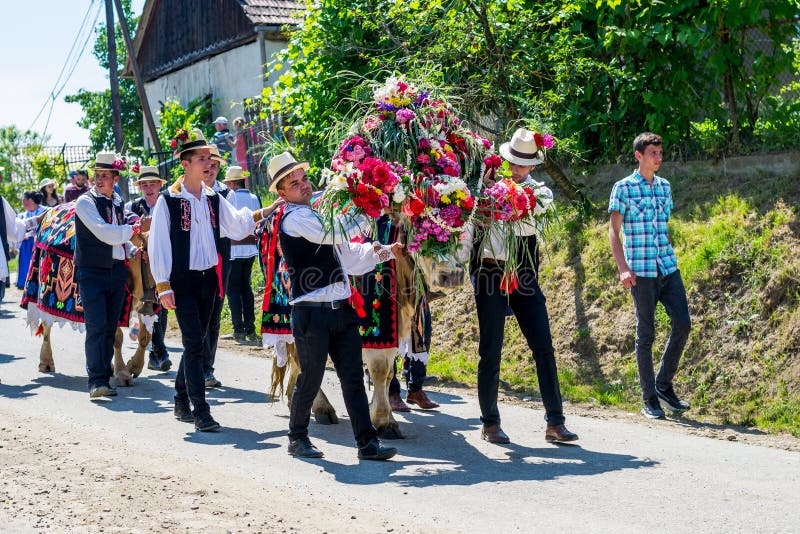 Batin, Cluj/Ρουμανία-06 16 2019: Παραδοσιακός εορτασμός, boului Impanatul ή boului Instrutatul “ στοκ φωτογραφία με δικαίωμα ελεύθερης χρήσης Batin, Cluj/Ρουμανία-06 16 2019: Παραδοσιακός εορτασμός, boului Impanatul ή boului Instrutatul “ στοκ φωτογραφία με δικαίωμα ελεύθερης χρήσης