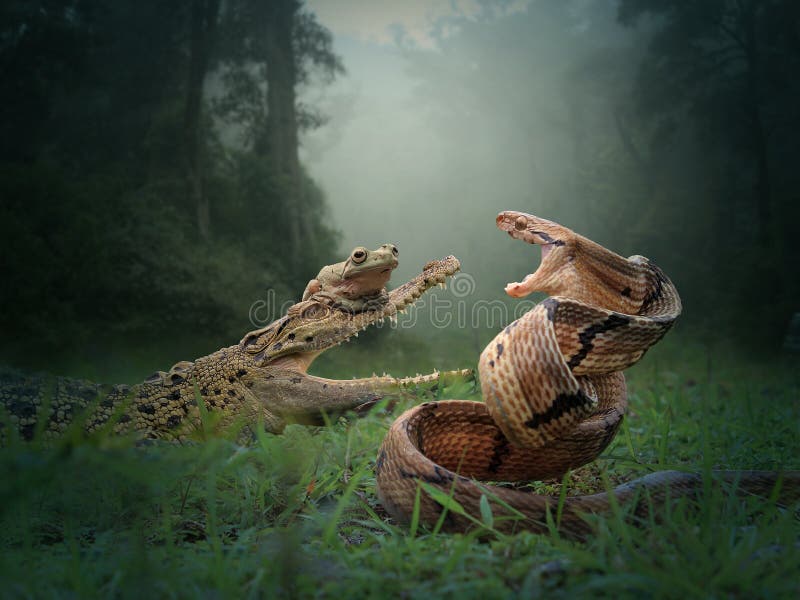 Batle De La Serpiente, Del Cocodrilo Y De La Rana Foto de archivo - Imagen  de serpiente, barcos: 137558424