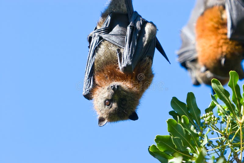 Bats stock image. Image of ears, plant, eyes, wrapped 4513471