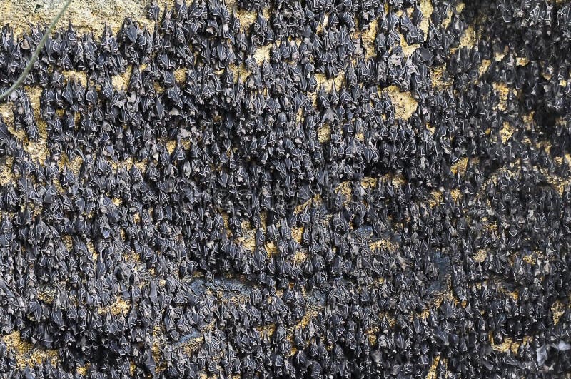 Bats in a bat cave stock image Image of bats nocturnal Biology Diagrams